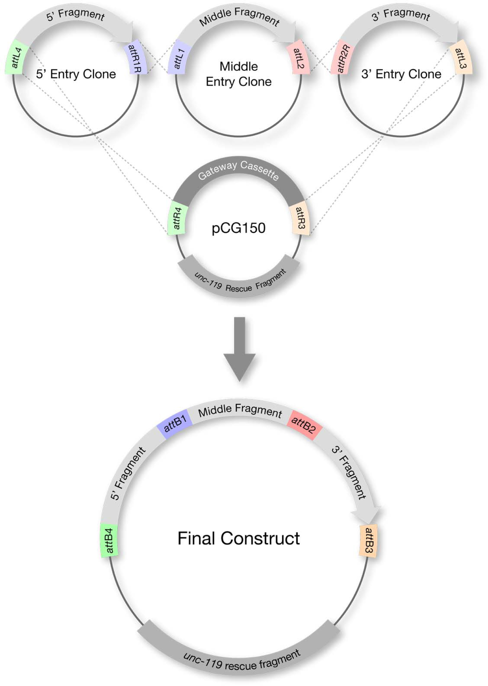 1626x2286 Transgenic Solutions For The Germline