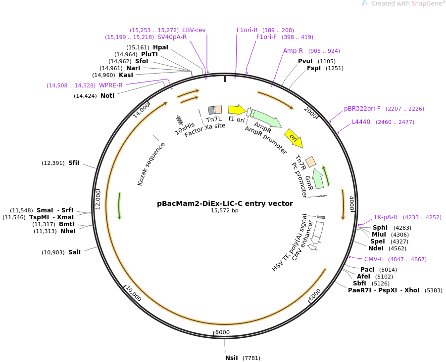 901x733 Addgene Diex Lic C Entry Vector
