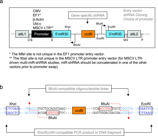 600x516 Entry Vector Design And Mir Shrna Cloning Strategy