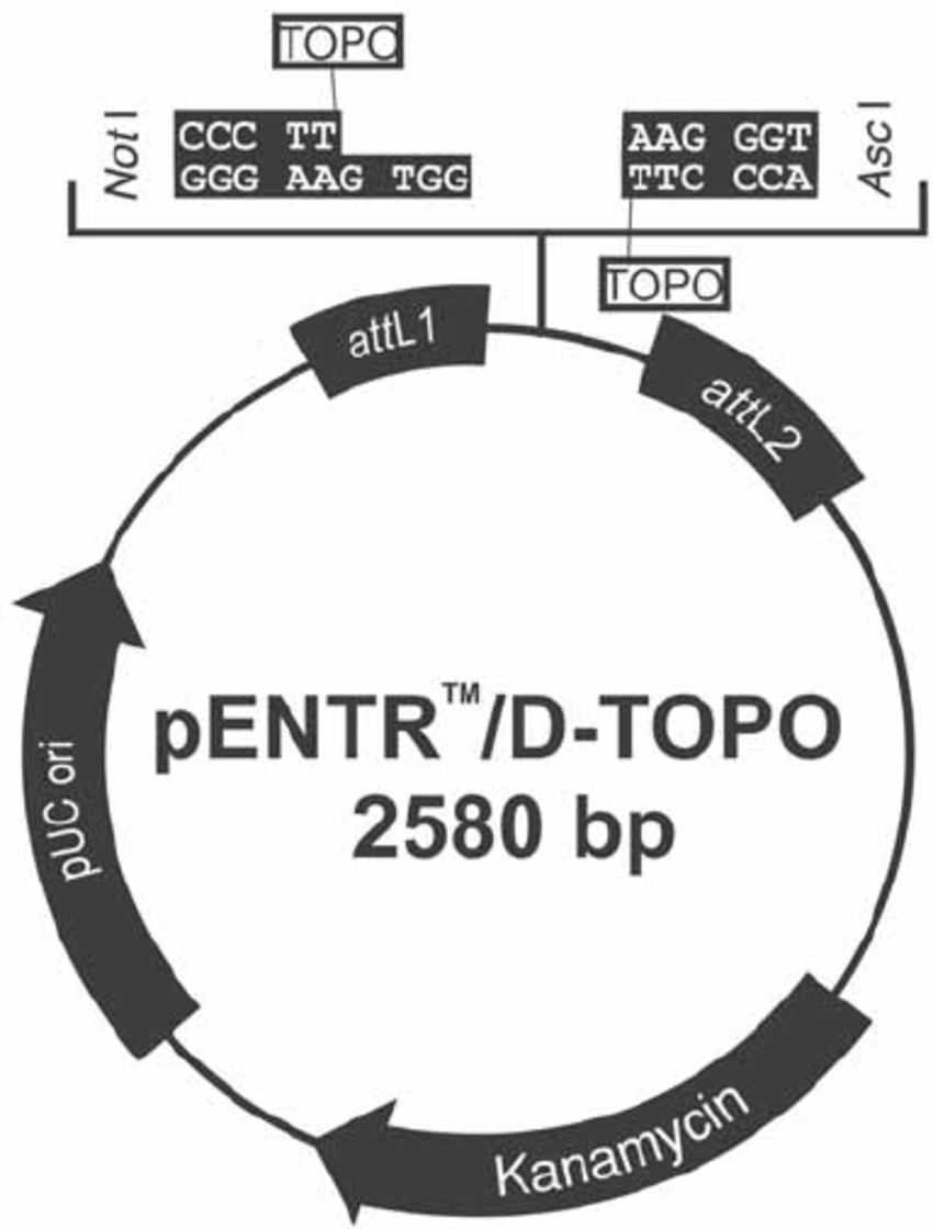 850x1120 Entry Vector Pentrd Topo Download Scientific Diagram