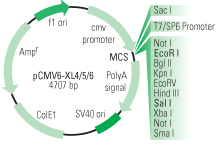 220x145 Full Length Cloning Non Tagging Expression Vectors Origene