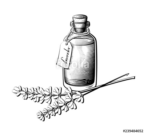 Lavender Oil Bottle Illustration Essential Oil Glass Bottle 500x462 Lavender Oil Bottle Illustration Essential Oil Glass Bottle