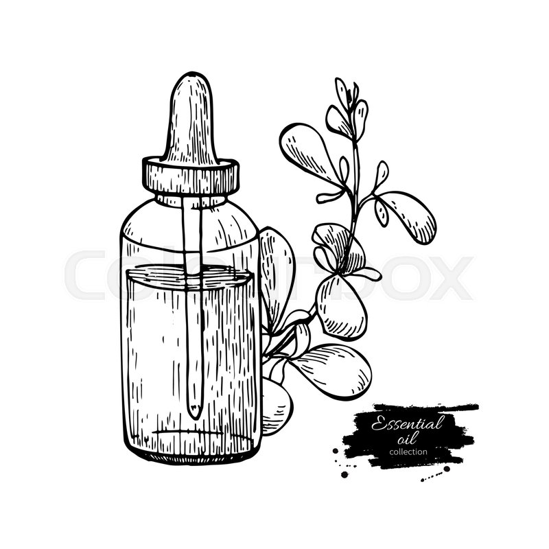 Marjoram Essential Oil Bottle And Stock Vector Colourbox 800x800 Marjoram Essential Oil Bottle And Stock Vector Colourbox