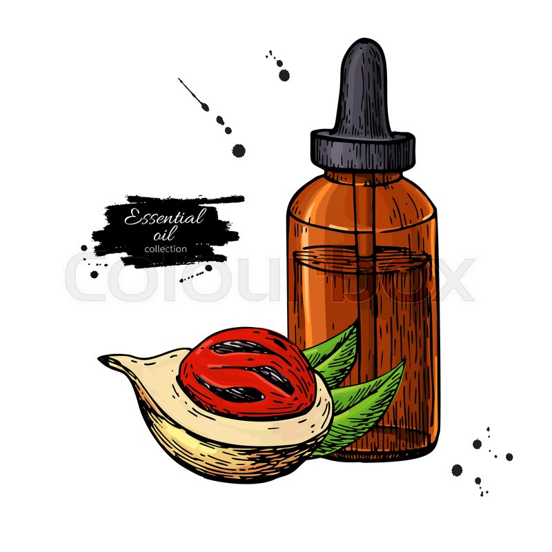 Nutmeg Essential Oil Bottle And Mace Stock Vector Colourbox 800x800 Nutmeg Essential Oil Bottle And Mace Stock Vector Colourbox