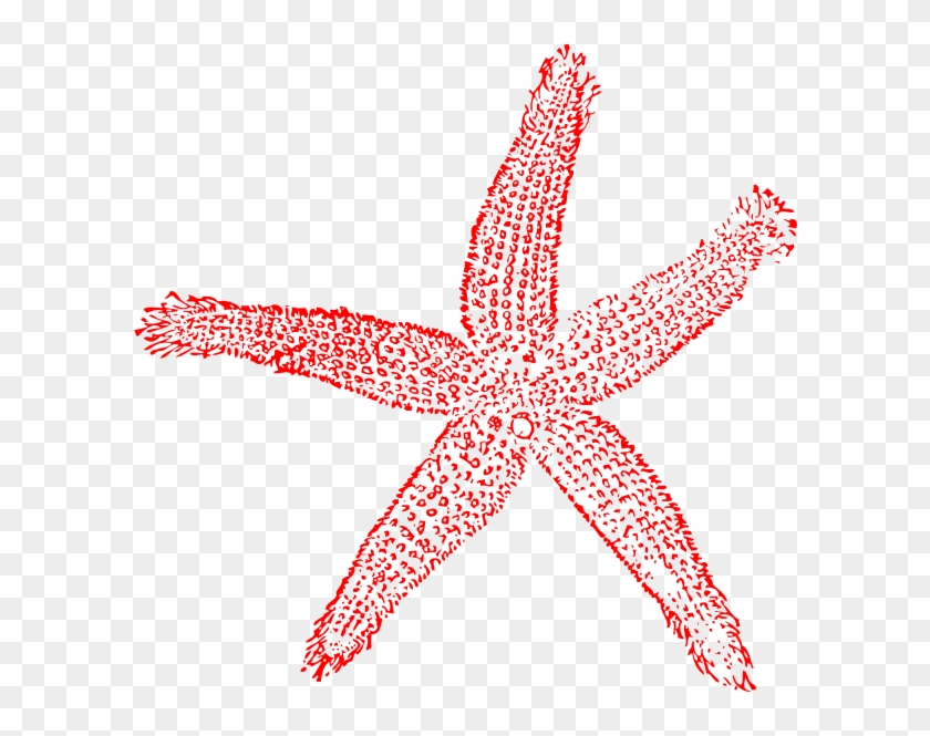 840x665 Estrella De Mar Vector