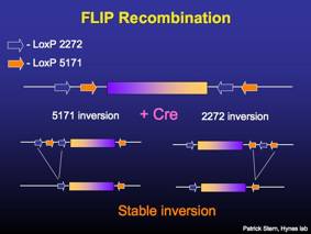 283x213 Flip Vectors The Hynes Lab