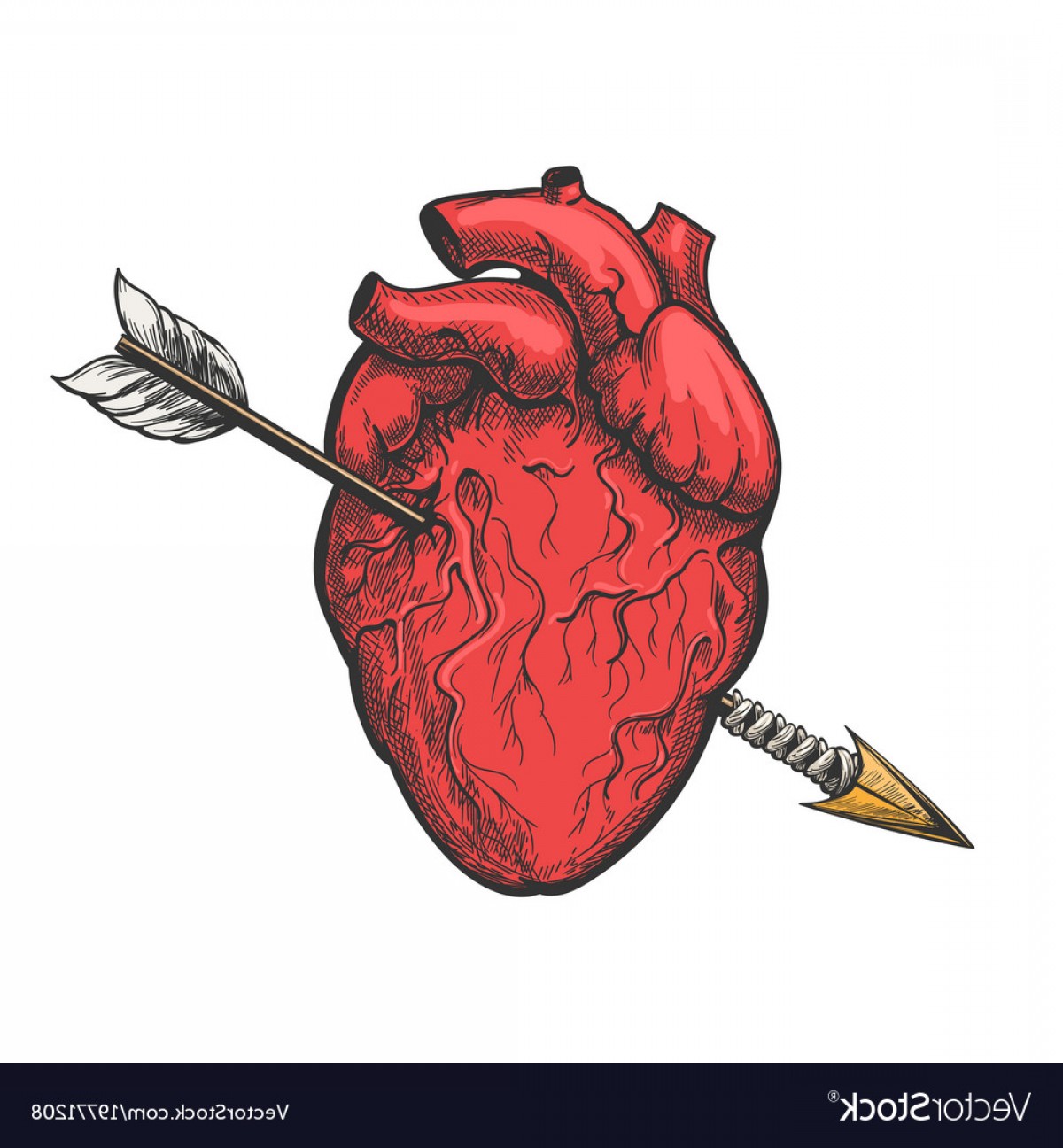 1200x1296 Anatomical Heart Vector Art Catchsplace
