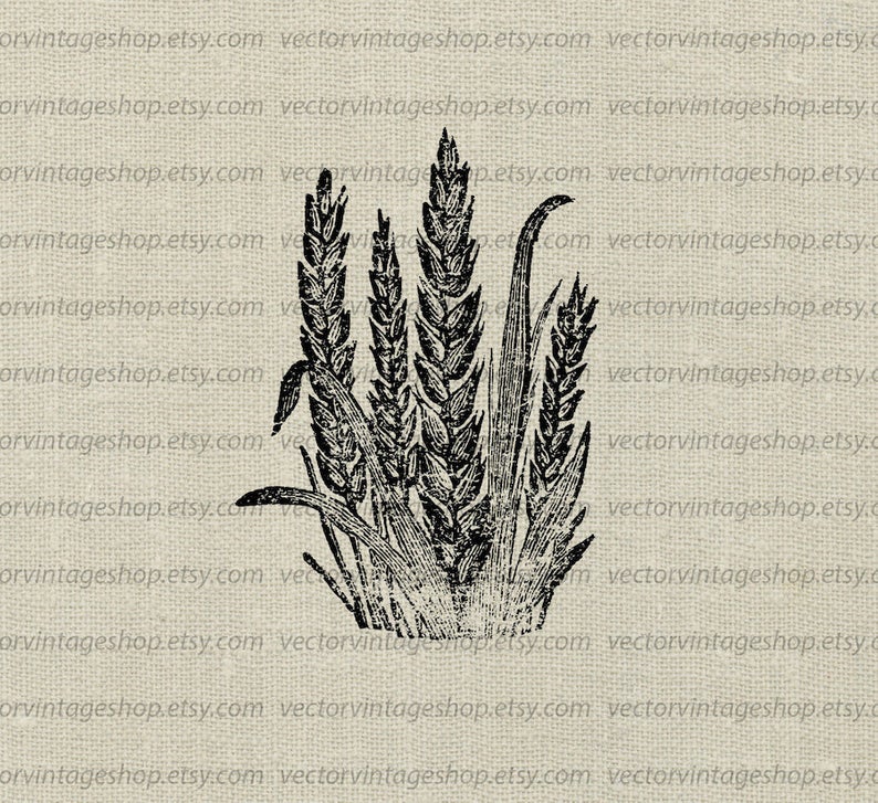 794x727 Wheat Clipart Etsy For Free Download And Use Images