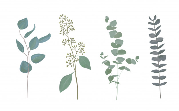 626x391 Eucalyptus Vectors, Photos And Free Download