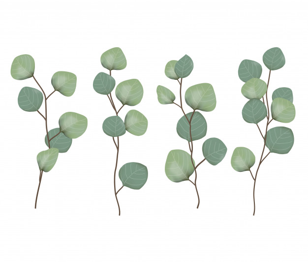 626x532 Eucalyptus Leaves Vector Vector Premium Download