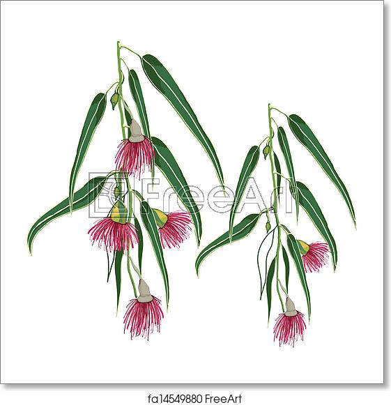 561x581 Free Art Print Of Eucalyptus Leaves With Pink Flowers Realistic