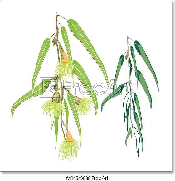 561x581 Free Art Print Of Green Eucalyptus Leaves Green Australian