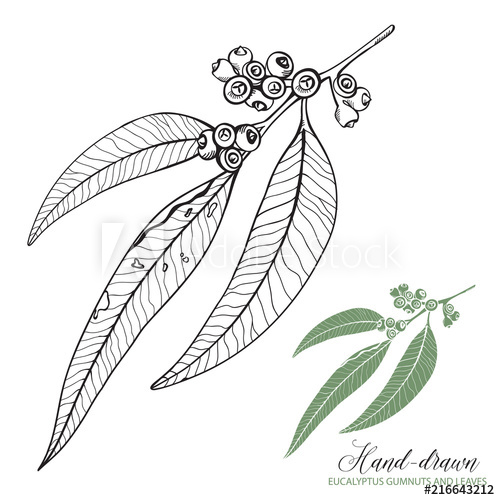 500x500 Sketched Eucalyptus Gumnuts And Leaves Vector