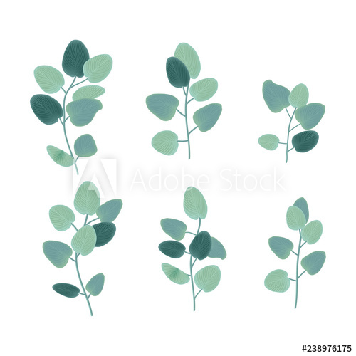 500x500 Vector Floral Design Eucalyptus Leaves Vector Eucalyptus