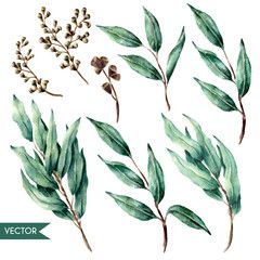 240x240 Vector Hand Drawn Watercolor Eucalyptus Leaves And Berries Set