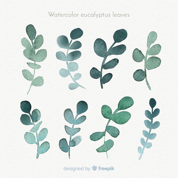 626x626 Watercolor Eucalyptus Leaves Collection Vector Free Download