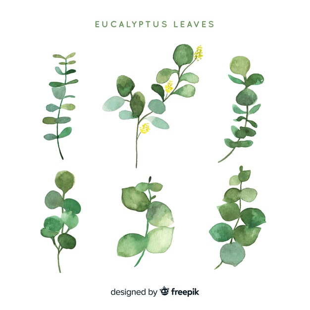 626x626 Watercolor Eucalyptus Leaves Pack Vector Free Download