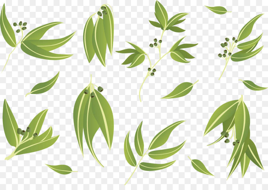 900x640 Download Gum Trees Leaf Euclidean Vector Vector Eucalyptus Leaves