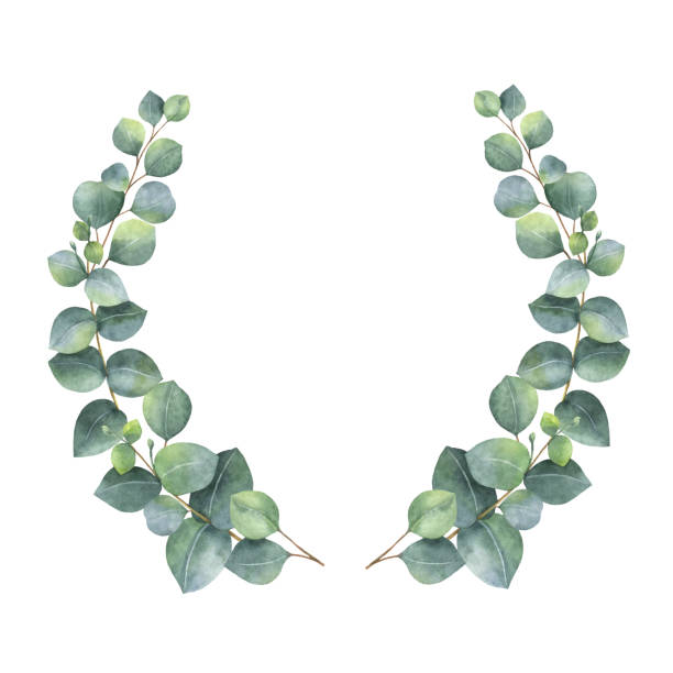 612x612 Eucalyptus Leaves Clipart