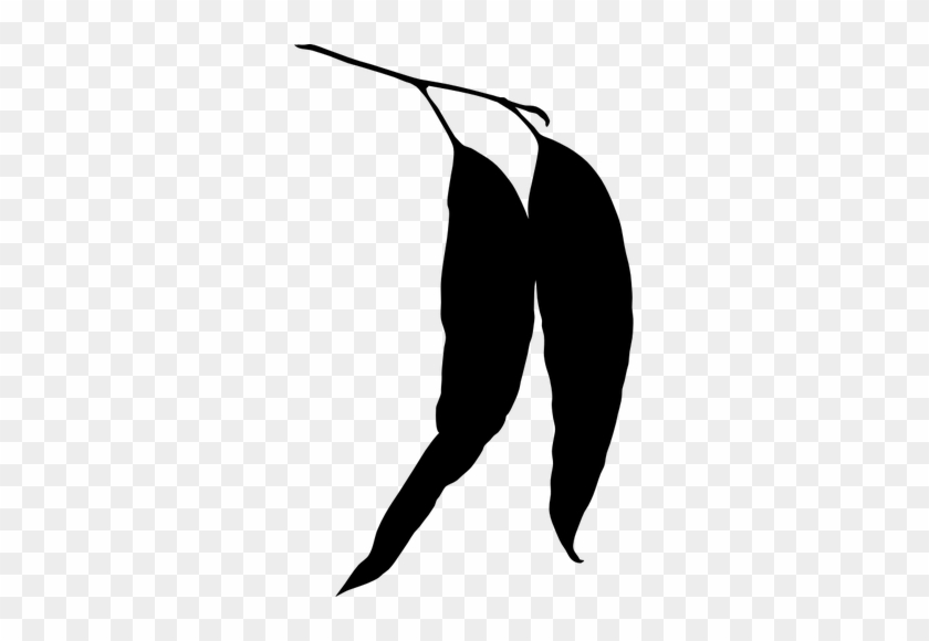 840x580 Eucalyptus Leaves Silhouette Vector Illustration Public