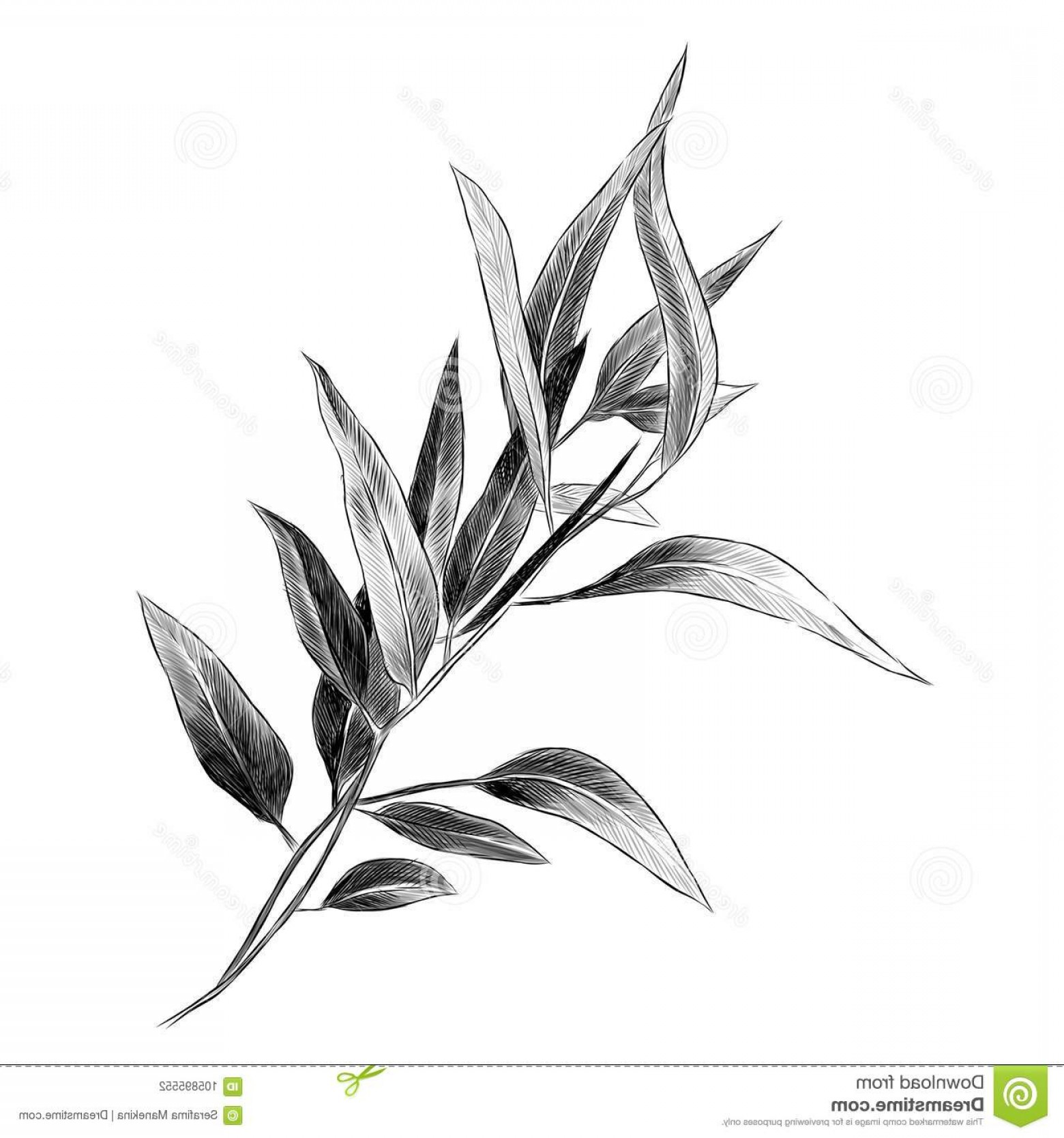1560x1668 Eucalyptus Leaves Sketch Vector Graphics Eucalyptus Leaves Sketch