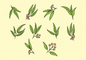 285x200 Eucalyptus Leaves Free Vector Graphic Art Free Download