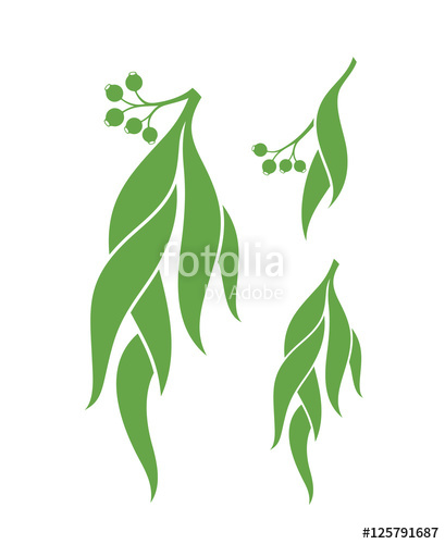 409x500 Eucalyptus Vector Illustration Stock Image And Royalty Free