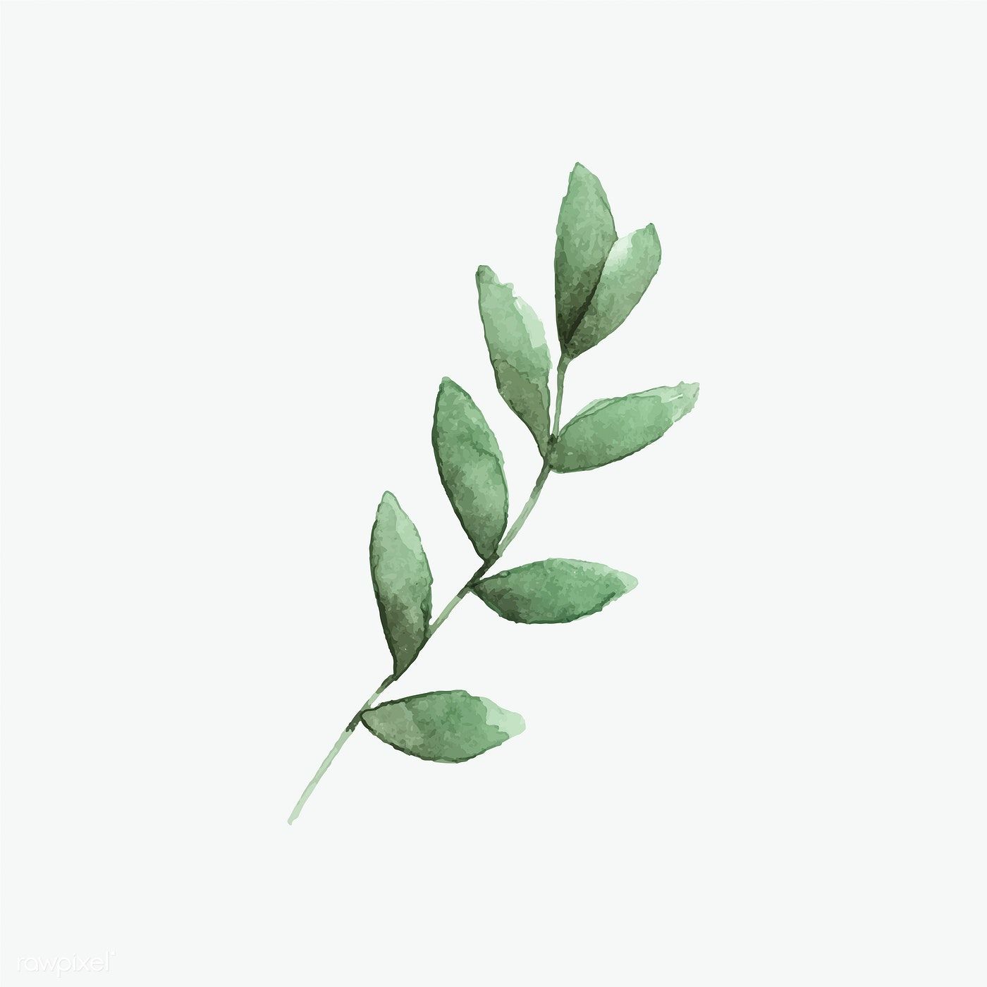 1400x1400 Seeded Eucalyptus Branch Painted In Watercolor Vector Free Image