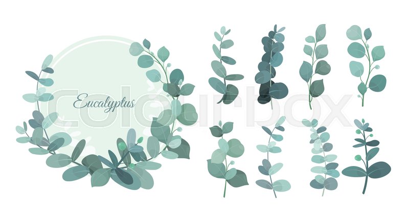 800x421 Vector Illustration Set Of Eucalyptus Stock Vector Colourbox