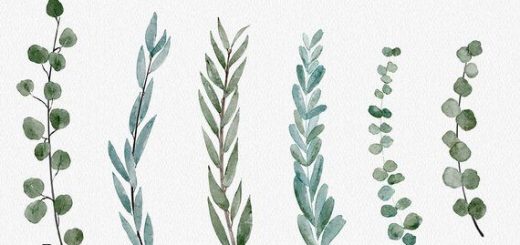 520x245 Eucalyptus Best Vector Download