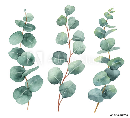 500x455 Watercolor Hand Painted Vector Set With Eucalyptus Leaves