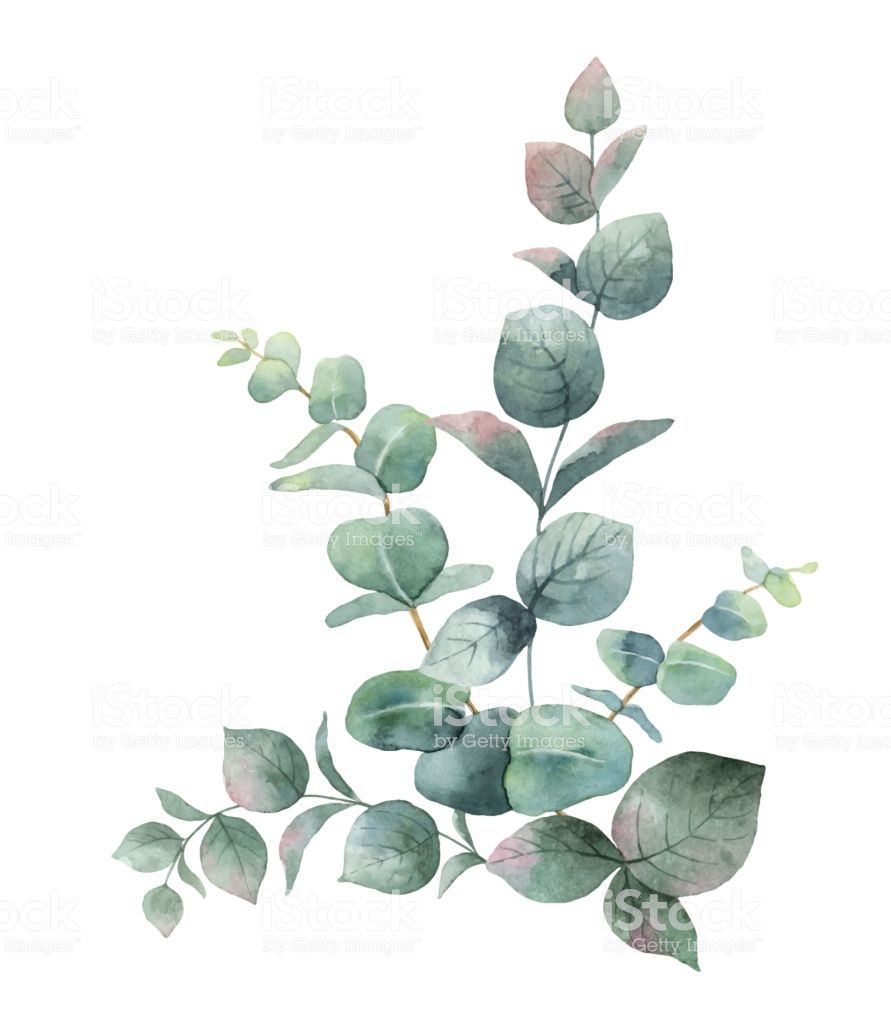 891x1024 Watercolor Vector Bouquet With Green Eucalyptus Leaves