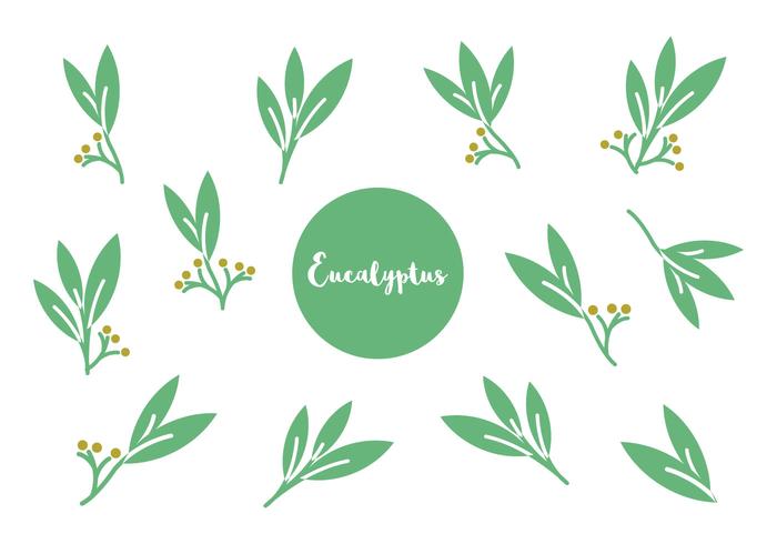 700x490 Eucalyptus Free Vector Art