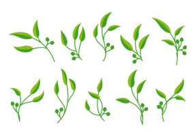 286x200 Eucalyptus Free Vector Art