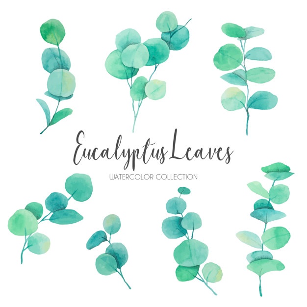 626x626 Eucalyptus Vectors, Photos And Free Download