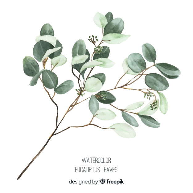 626x626 Watercolor Eucalyptus Branch Vector Free Download