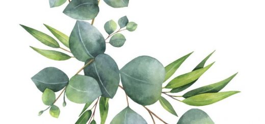 520x245 Eucalyptus Best Vector Download
