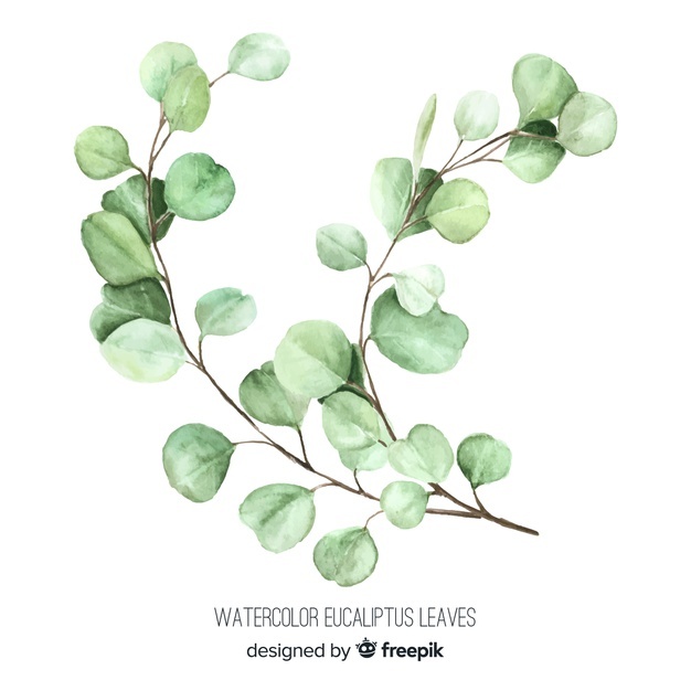 626x626 Eucalyptus Vectors, Photos And Free Download