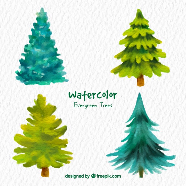 626x626 Evergreen Vectors, Photos And Free Download