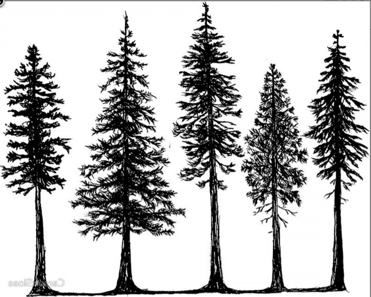 Download Evergreen Tree Silhouette Vector at Vectorified.com ...