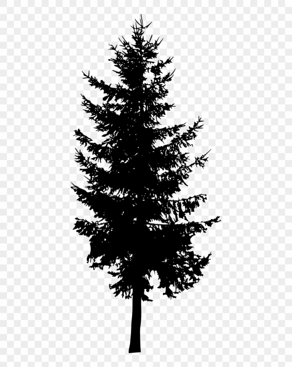 Evergreen Tree Silhouette Vector at Vectorified.com | Collection of ...