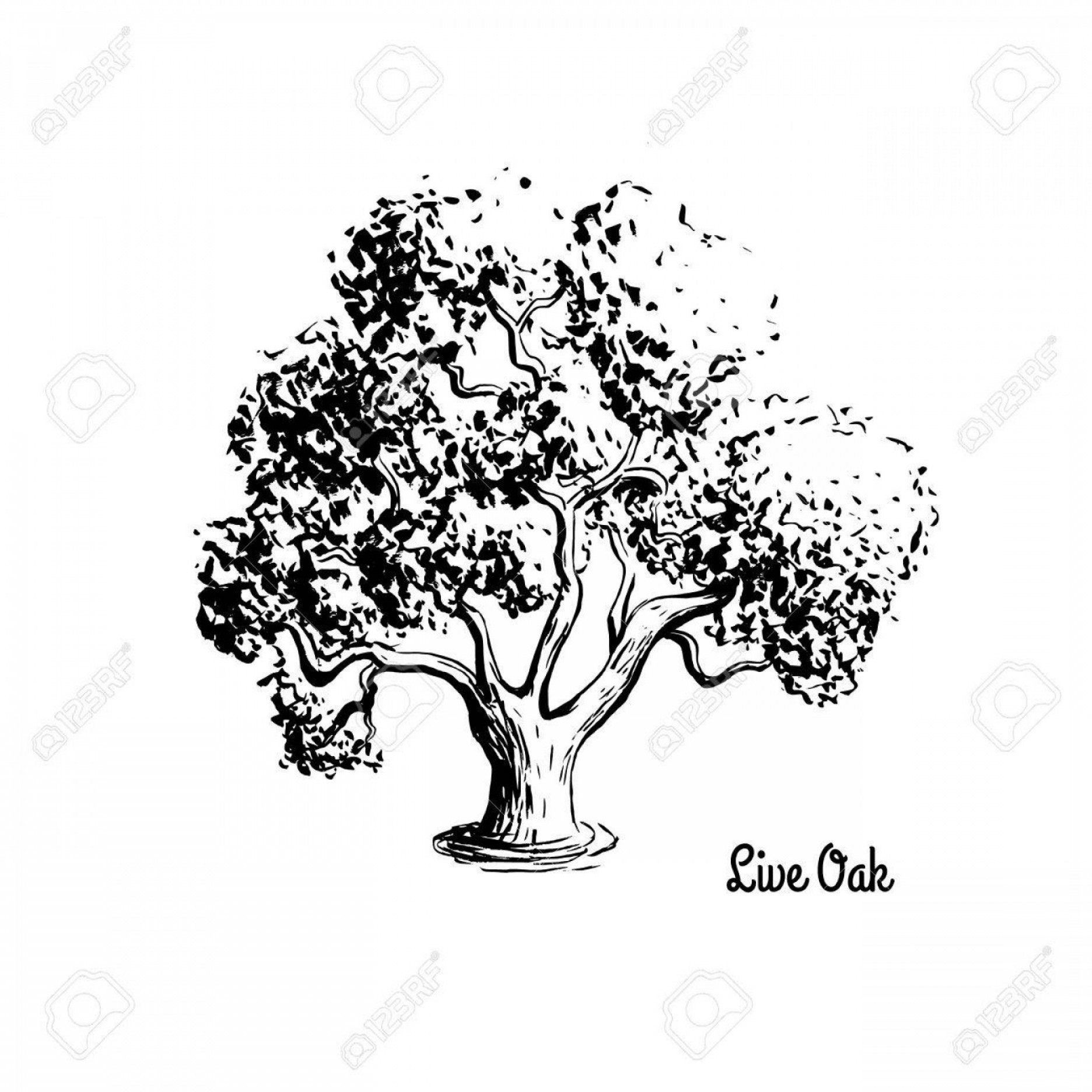 1872x1872 Photostock Vector Vector Sketch Illustration Of Live Oak Black
