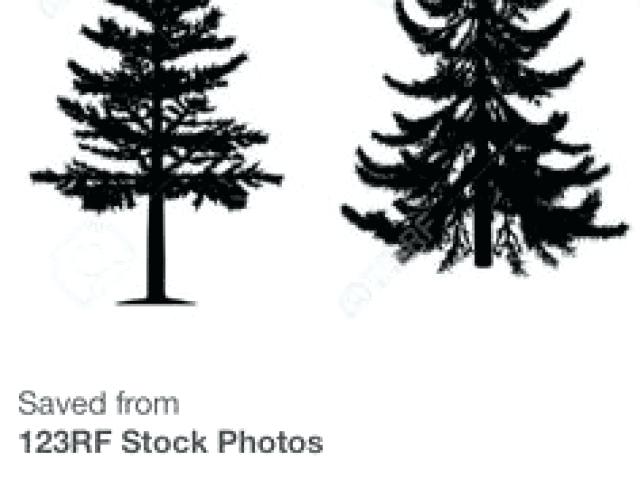 640x480 Cartoon Vector Outline Illustration Fir Tree Stock Royalty