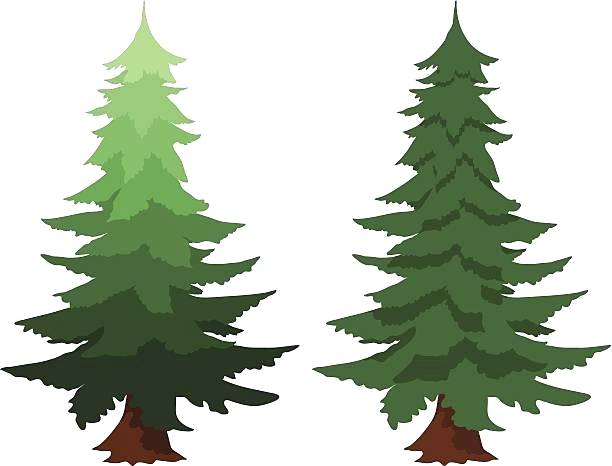 612x466 Evergreen Tree Art Line Collaborative Pine Project For Kids