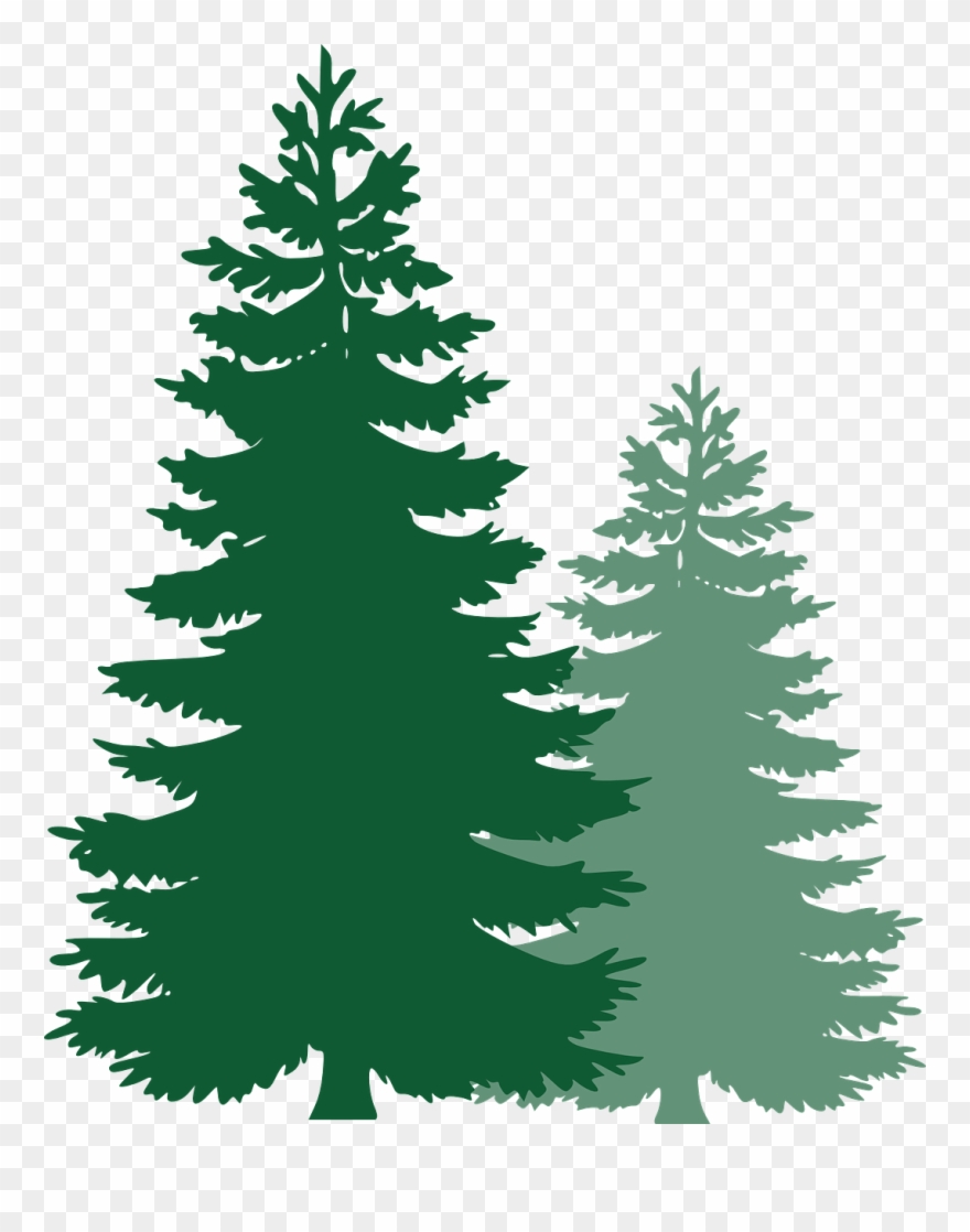 880x1118 Pine Trees, Spruce Trees, Evergreen Trees, Tree, Spruce