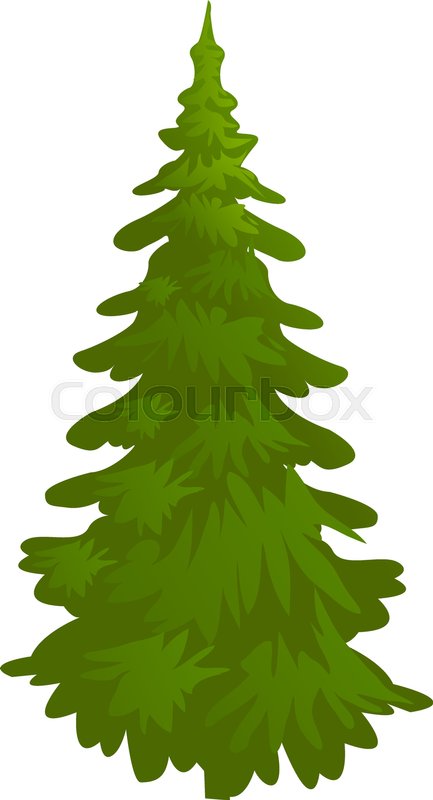 433x800 Spruce, Evergreen Tree, Vector Stock Vector Colourbox