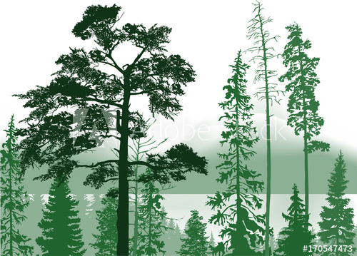 500x359 Evergreen Trees Forest In Hills Illustration