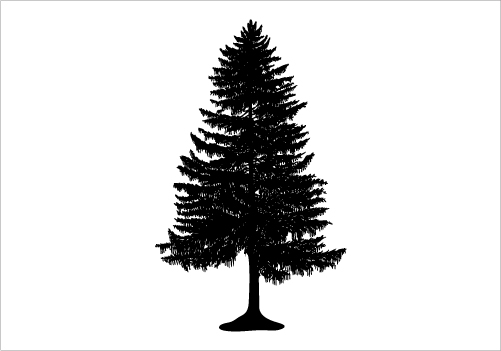 501x351 Evergreen Tree Vector Images