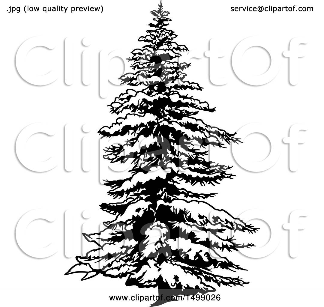 1080x1024 Clipart Of A Snow Flocked Evergreen Tree