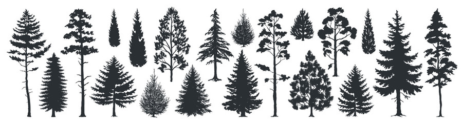 899x240 Evergreen Vector Photos, Royalty Free Images, Graphics, Vectors